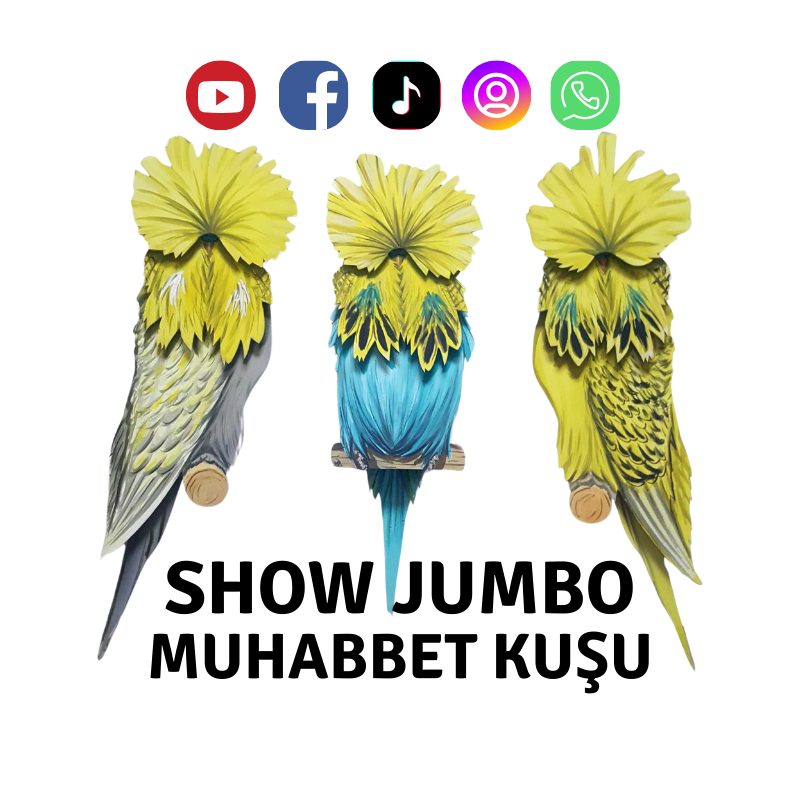 Show Jumbo Muhabbet Kuşu